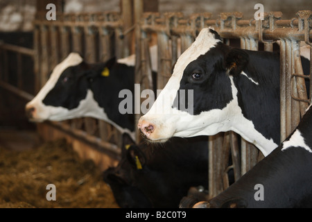 Milchkühe im Stall Stockfoto