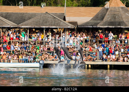 Delphin show in ein Touristenort, der Große Tümmler (Tursiops Truncatus), Roatan, Honduras, Mittelamerika Stockfoto