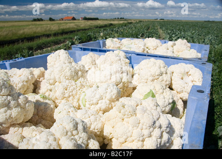 Kisten gefüllt mit Blumenkohl während der Ernte im Juli. Niederlande Stockfoto
