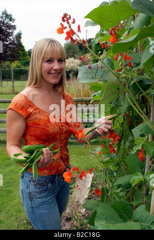 Frau Kommissionierung Stangenbohnen in Land Garten südlichen England UK Stockfoto