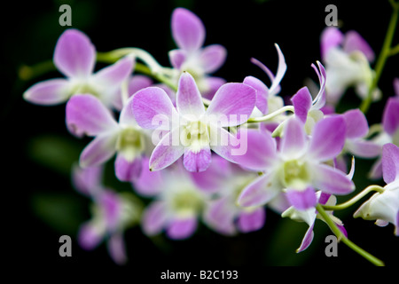 Orchideen (Orchidaceae) im Botanischen Garten, National Orchid Garden in Singapur, Südostasien Stockfoto