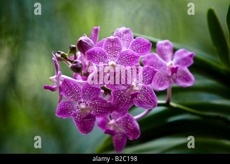 Orchideen (Orchidaceae) im Botanischen Garten, National Orchid Garden in Singapur, Südostasien Stockfoto