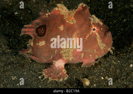 Ein rosa Froschfisch auf dem schwarzen Sand der Lembeh Strait, Indonesien. Stockfoto