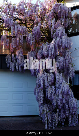 Blühende chinesische Wisteria (Wisteria Sinensins), Eckental, Middle Franconia, Bayern, Deutschland, Europa Stockfoto