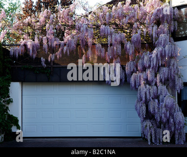 Blühende chinesische Wisteria (Wisteria Sinensins), Eckental, Middle Franconia, Bayern, Deutschland, Europa Stockfoto