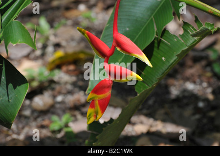 Hummer-Klaue, Wild Plantain oder falsch-der-Paradiesvogel (Heliconia), Lamanai, Belize, Mittelamerika Stockfoto