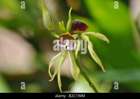 Schwarze Orchidee (Coelogyne), Lamanai, Belize, Mittelamerika Stockfoto