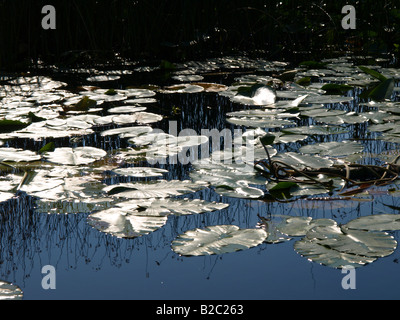 Nymphaea Alba, Weiße Seerose, weiße Lilie Teich Stockfoto