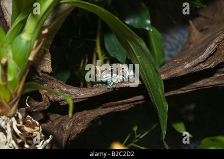 Amazon Milch Frosch (Trachycephalus Resinifictrix, Phrynohyas Resinifictrix) Stockfoto