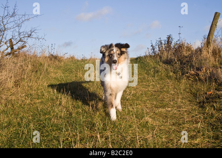 Blue Merle american Collie Stockfoto