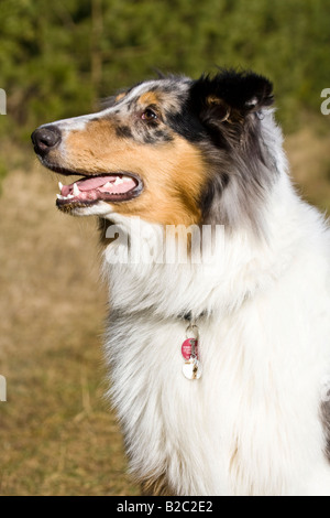 Blue Merle american Collie Stockfoto