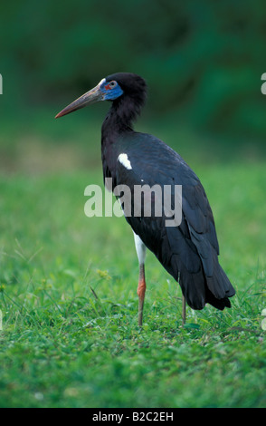 Die Abdim Storch, White-bellied Storch (Ciconia Abdimii) Stockfoto