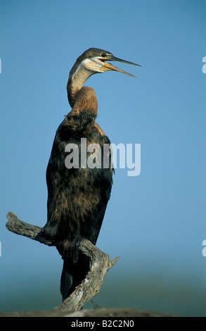 Afrikanische Darter oder Snakebird (Anhinga Rufa) Stockfoto