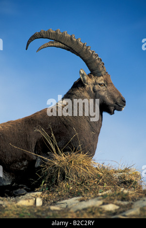 Alpine Ibex, Bouquetin, Steinbock (Capra Ibex) Stockfoto