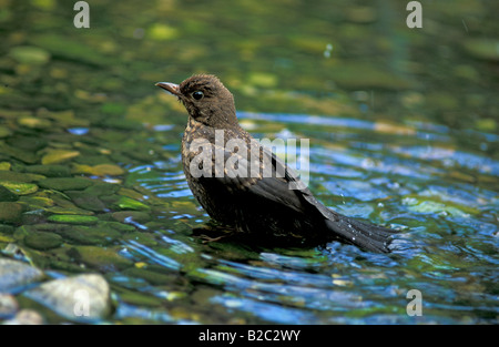 Gemeinsame oder eurasische Amsel (Turdus Merula), juvenile schwimmen, Heddesheim, Deutschland Stockfoto