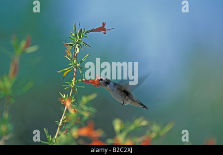 Annas Kolibri (Calypte Anna), Weiblich, Arizona, USA Stockfoto