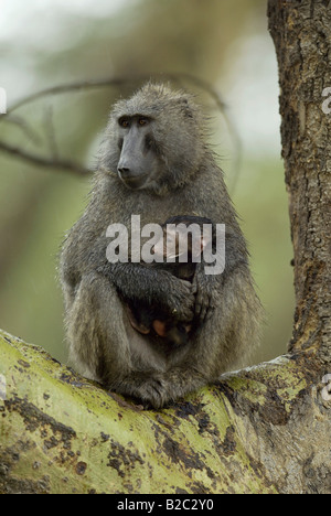 Olive Baboon (Papio Anubis) Spanferkel jung Stockfoto