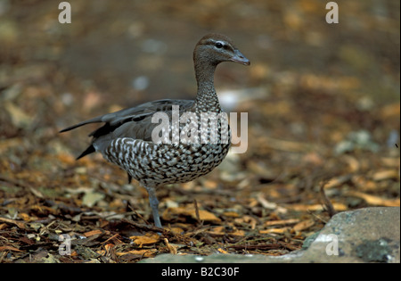 Australische Wood Duck oder Mähne Ente (Chenonetta Jubata), Weiblich, Australien Stockfoto