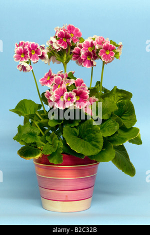 Deutsche Primel, vergiften Primel (Primula Obconica), Stockfoto