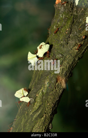 Blatt-Schneiden Ameisen (Atta Cephalotes) den Transport von Lebensmitteln in einer Gruppe Stockfoto