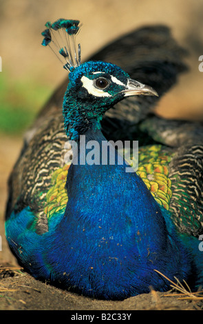 Pfau, indischen oder gemeinsame Pfauen (Pavo Cristatus), Deutschland Stockfoto