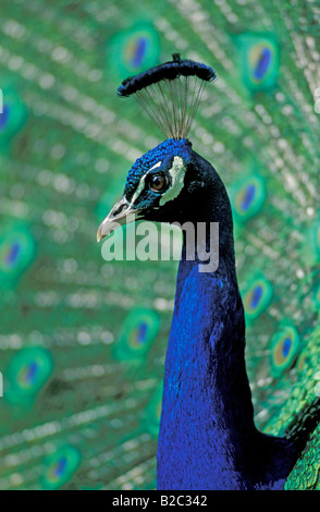 Pfau, indischen oder gemeinsame Pfauen (Pavo Cristatus), Erwachsene männlich, Porträt Stockfoto