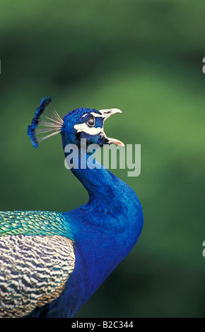 Pfau, indischen oder gemeinsame Pfauen (Pavo Cristatus), Männchen mit der Aufforderung, Deutschland Stockfoto