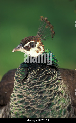 Pfauenhennen, indischen oder gemeinsame Pfauen (Pavo Cristatus), Weiblich, Deutschland Stockfoto