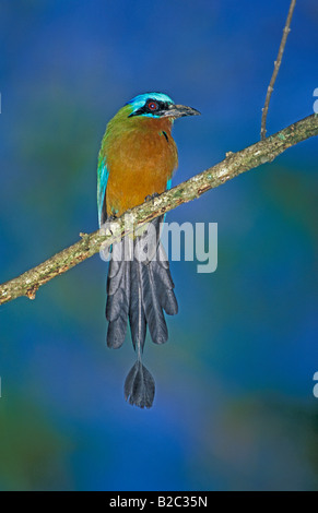 Blau-gekrönter Motmot (Momotus Momota), Tobago, Trinidad und Tobago, Karibik Stockfoto