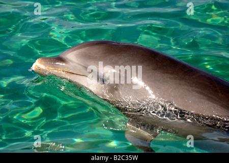 Gemeinsame große Tümmler (Tursiops Truncatus), Porträt, Roatan, Honduras, Mittelamerika, Karibik Stockfoto