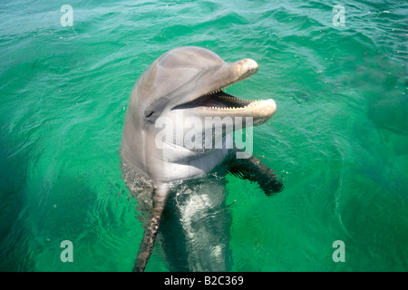 Gemeinsame große Tümmler (Tursiops Truncatus), Porträt, Roatan, Honduras, Mittelamerika, Karibik Stockfoto