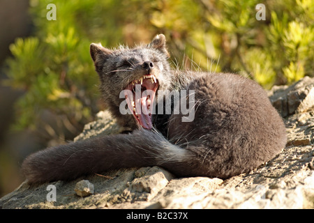 Young Arctic Fox or White Fox or Snow Fox (Vulpes lagopus), juvenile coat, fur, resting on a rock in summer, USA Stockfoto