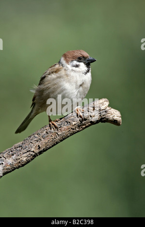 Baum-Spatz (Passer Montanus), Erwachsene, Deutschland, Europa Stockfoto