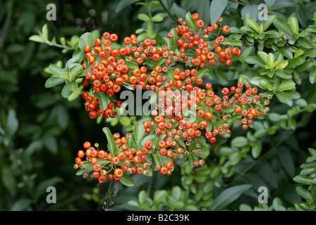 Feuerdorn (Pyracantha Coccinea), Obst Stockfoto