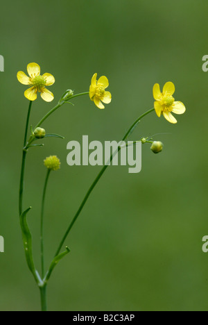 Geringerer Spearwort (Ranunculus Flammula), Blumen Stockfoto