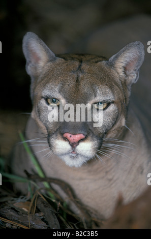 Berglöwe oder Florida Panther (Felis Concolor Coryi), Erwachsene, Porträt, Florida, USA Stockfoto