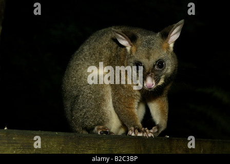 Gemeinsamen Possum Fuchskusu (Trichosurus Vulpecula), Erwachsener, Nachtzeit, Fütterung, Australien Stockfoto