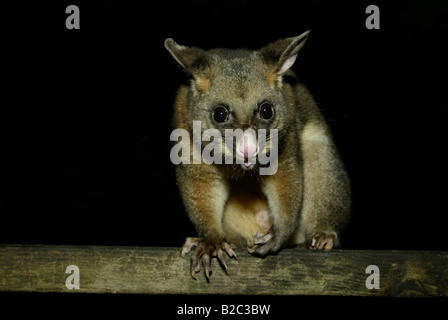 Gemeinsamen Possum Fuchskusu (Trichosurus Vulpecula), Erwachsener, Nachtzeit, Fütterung, Australien Stockfoto