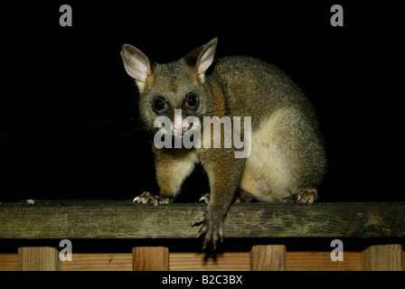 Gemeinsamen Possum Fuchskusu (Trichosurus Vulpecula), Erwachsener, Nachtzeit, Fütterung, Australien Stockfoto