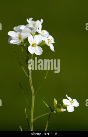 Schneeglöckchen oder Wand Rock Cress oder weißen Gänsekresse (Arabis Caucasica), Blumen Stockfoto