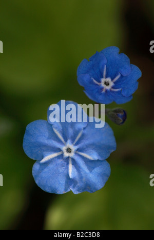 Blüte blau – Eyed Mary oder Navelwort (Omphalodes Verna) Stockfoto