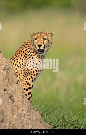 Gepard (Acinonyx Jubatus), Erwachsene, Sabi Sand Game Reserve, Krüger Nationalpark, Südafrika Stockfoto