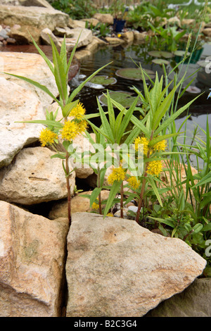 Getuftet Gilbweiderich (Lysimachia Thyrsiflora), Blüten, Deutschland, Europa Stockfoto