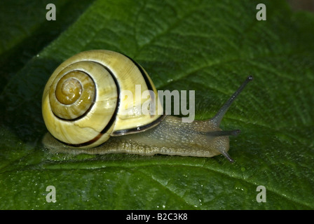 Grove oder braun-lippige Schnecke (Bänderschnecken Nemoralis) Stockfoto