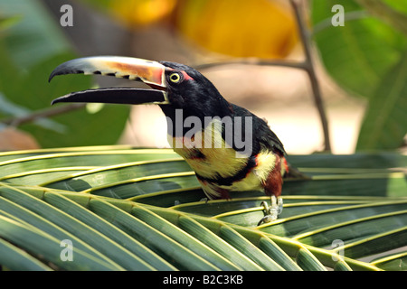 Collared Aracari (Pteroglossus Manlius), Erwachsene, auf einem Palm, Roatan, Honduras, Mittelamerika Stockfoto