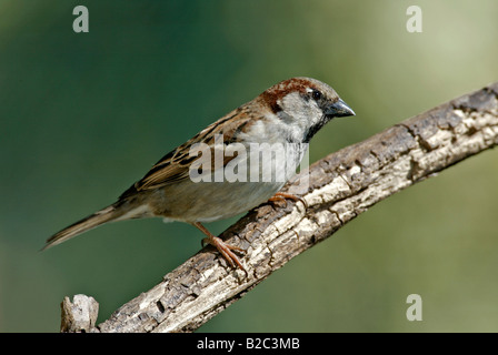 Haussperling (Passer Domesticus), Männchen, Europa Stockfoto