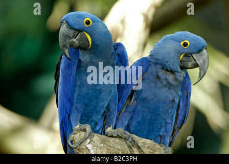 Hyazinth-Ara (Anodorhynchus Hyacinthinus), Erwachsene, paar, Südamerika Stockfoto