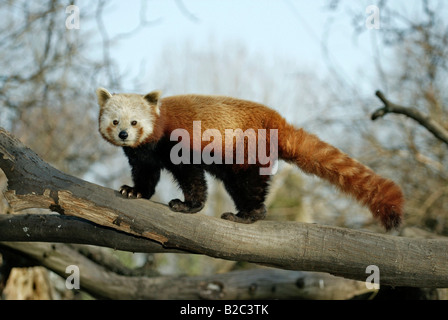 Rot oder kleinere Panda, Firefox (Ailurus Fulgens Fulgens), Erwachsener in einem Baum, aus Asien, China Stockfoto