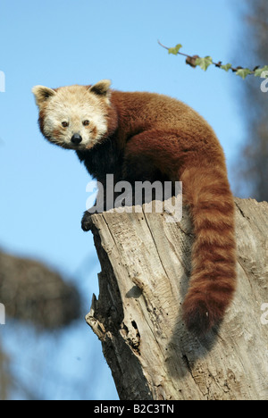 Rot oder kleinere Panda, Firefox (Ailurus Fulgens Fulgens), Erwachsener in einem Baum, aus Asien, China Stockfoto