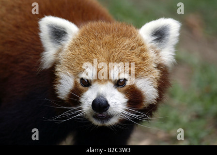 Porträt eines rot oder kleinere Panda, Firefox (Ailurus Fulgens Fulgens), Erwachsenen, aus Asien, China Stockfoto